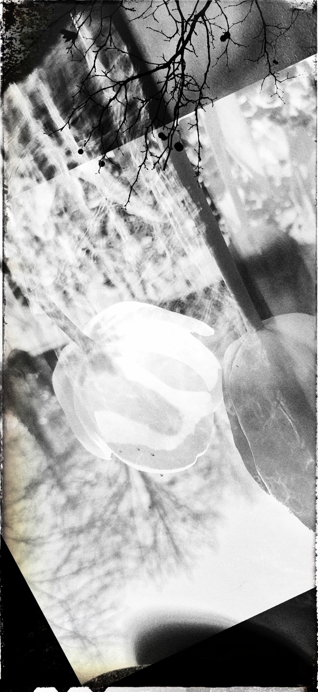 Collages (2016-Present)