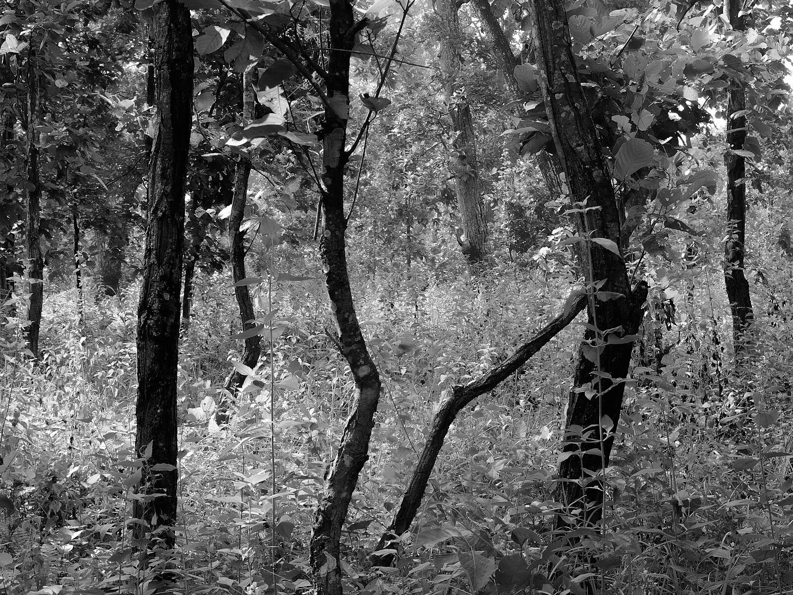 Landscapes (2016-Present)